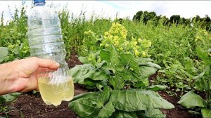 Можно ли выращивать табак в Подмосковье и более северных регионах?  Какие сорта идеально подойдут?