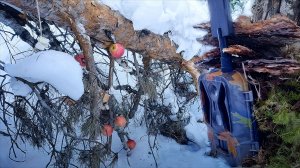 Хитрый зверёк на кадрах фотоловушки: охота на яблоки и сало