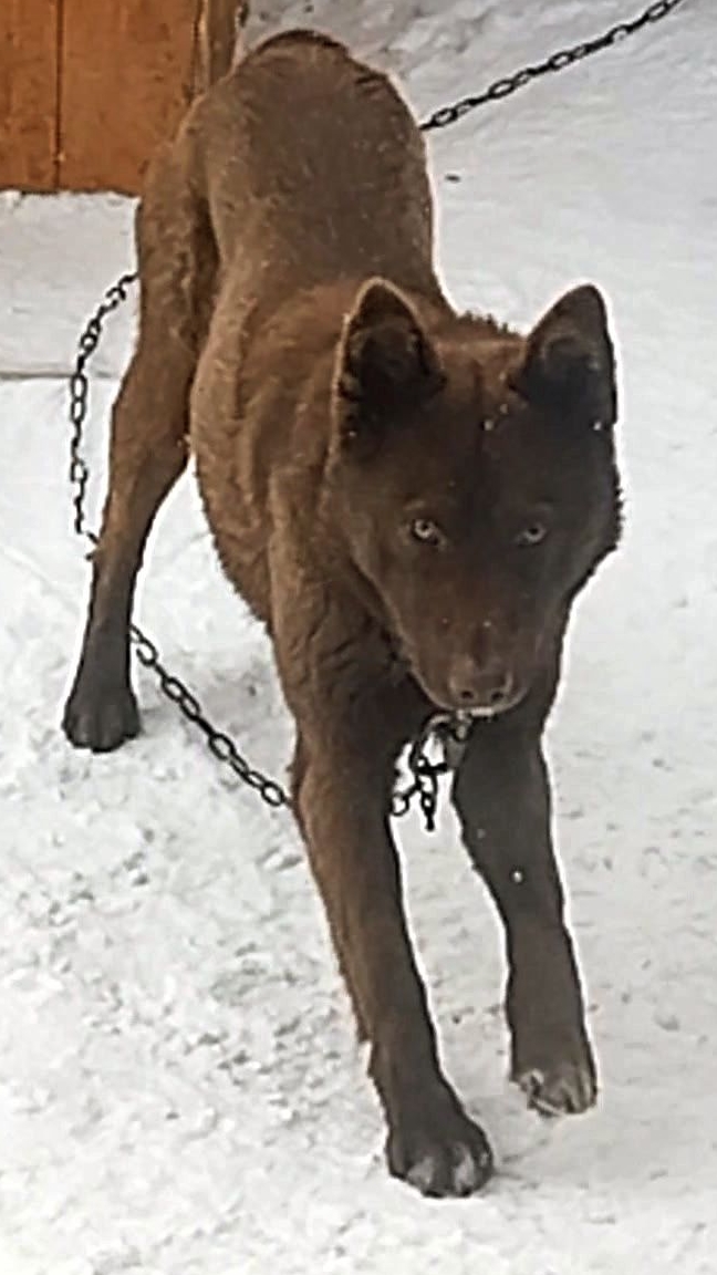 Мишка. Слова со смыслом Юмор с животными. #встилеСтэтхэм 25-01-2026 смотреть онлайн