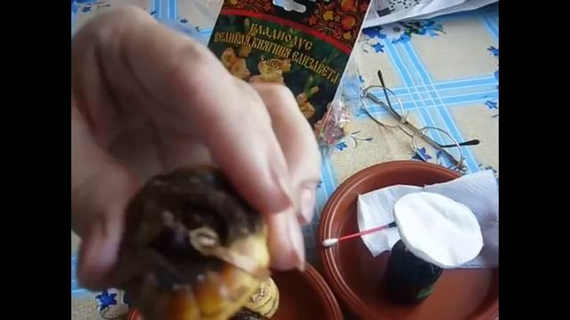 2163. ВПЛ Рассказ о гладиолусных проблемах.