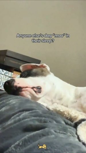 Сладкие собачьи сны