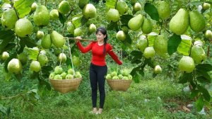 Сбор урожая гуавы для продажи на сельском рынке. Свиноводство и разведение кур. Нхат. Вьетнам