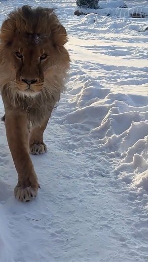 Лев Шерхан. Всем чмок и до свидания. #шерхан_тайган #шерхан #лев #lion #animals #zoo #shortvideo
