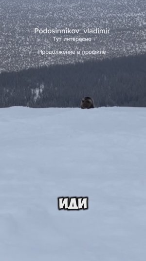 Медведь на горнолыжке