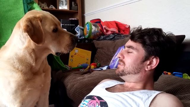 Игнорирование лабрадора смотреть онлайн