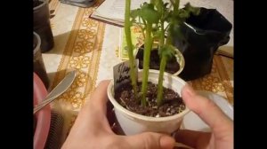 2157.  4 часть картофельного эксперимента.