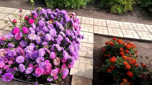 К Татьяниному дню, цветы и песни на моем огороде...