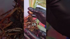 Обзор Аглаонем спустя 4 месяца после получения.