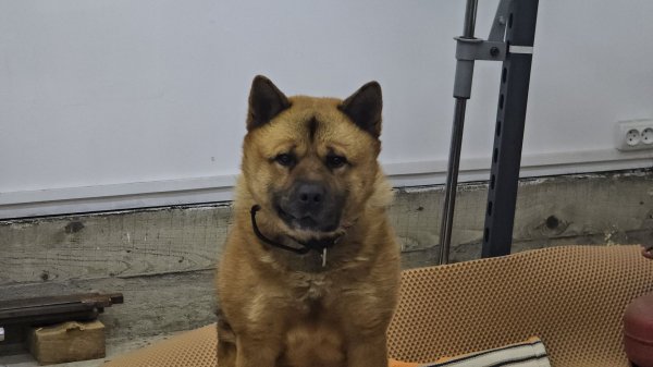 Запись стрима с ЮТ: О продвижении канала в ютубе. Тестируем вайфай в совешне. Навещаем Куба в гараже