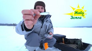 Рыба Берш. Рыбалка Зимняя. Жерлицы на Тюльку и на Раттлины в проводку