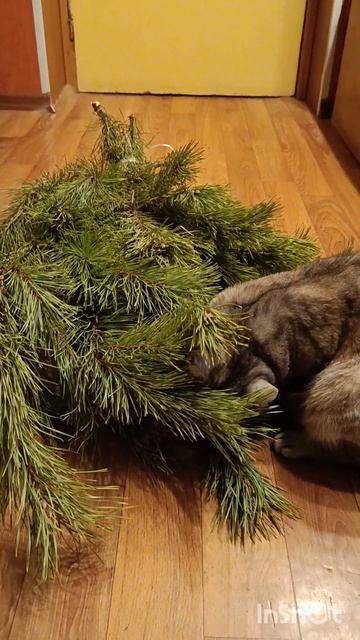 1000004436.mp4 смотреть онлайн