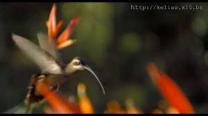 Я вхожу в святое святых. Մտել եմ Սրբության Սրբոցը. - Виктория Оганисян