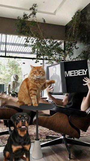 ПРИКОЛЫ С КОТАМИ