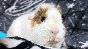 Моя Мари Мистик Марфуша 3 месяца #морская_свинка #американский_тедди