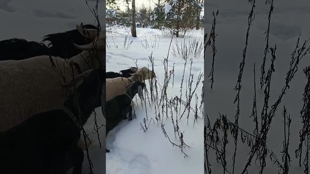 Прогулка с козами зимним утром 23.01