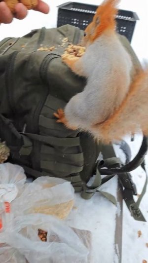 Шишка или орех. Очень сложный выбор