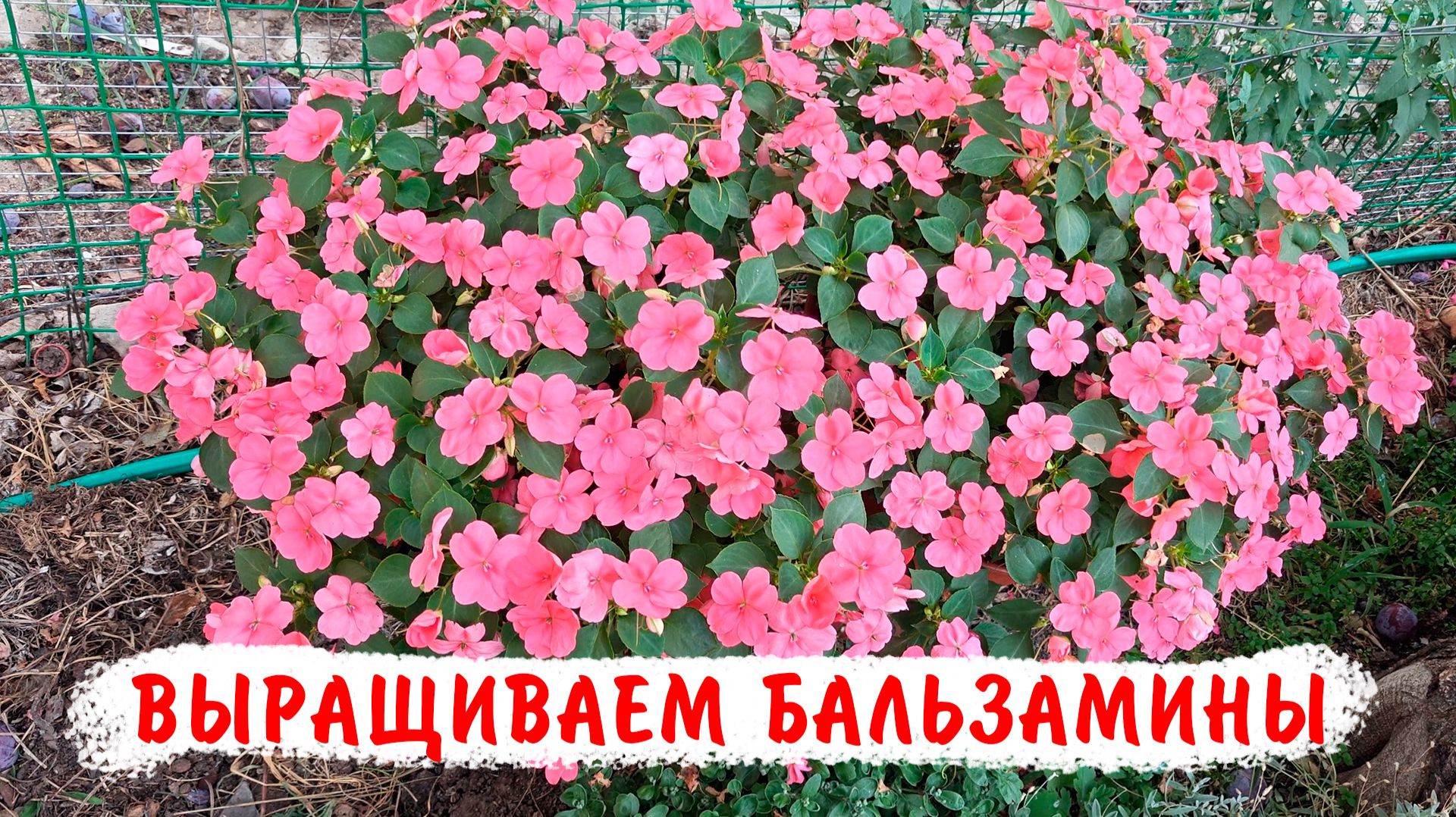 Как правильно пересаживать бальзамины уоллера. Как правильно подбирать объёмы промежуточных горшков смотреть онлайн