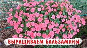 Как правильно пересаживать бальзамины уоллера. Как правильно подбирать объёмы промежуточных горшков