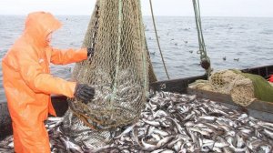 Российские рыбаки установили рекорд по вылову минтая