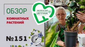 Карликовые замиокулькасы, шикарные папоротники, огромные эпипремнумы, пальмы. Обзор растений №151