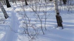 Проверка капканов часть 〽️ 17,удачно 👍