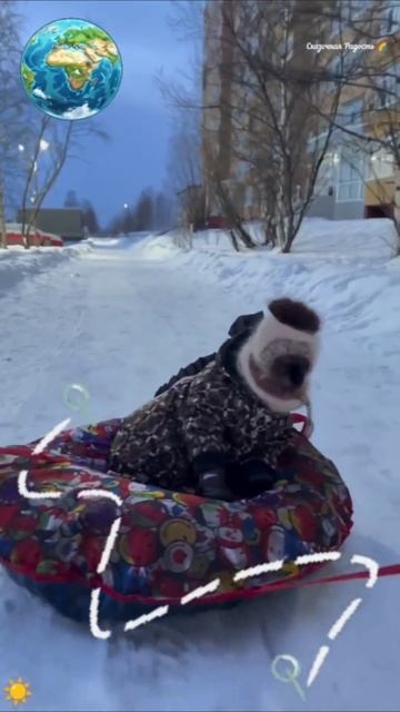 #юмор #прикол #ржакадослез #смеяка #улыбака #собаки #кошки #ржакаобоссака смотреть онлайн