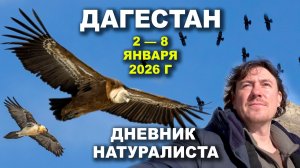 Дагестан. В погоне за птицами. 2-8 января 2026 г.