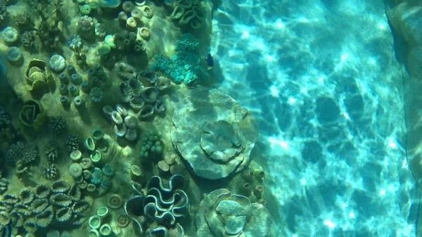 Турция Sea park / Sealanya Dolphinpark Seapark