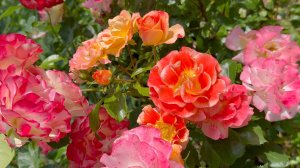 Июль в Саду 21 июля 2025 часть 7