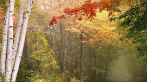 Ну  здравствуй, Хорошая! Стихи Фаина Мухамадеева Видео Виктор Поживин