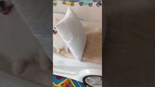 ПРИВЕТ СОБ...!