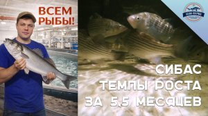 Сибас - темпы роста за 5,5 месяцев