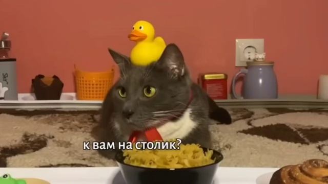 Kotiynet 4 серия 1 сезон (1 часть) Видео из компьютера.