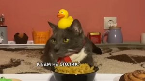 Kotiynet 4 серия 1 сезон (1 часть) Видео из компьютера.