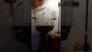 . Утренняя распевка нашего Рольфа(кенар Гарцкий роллер)