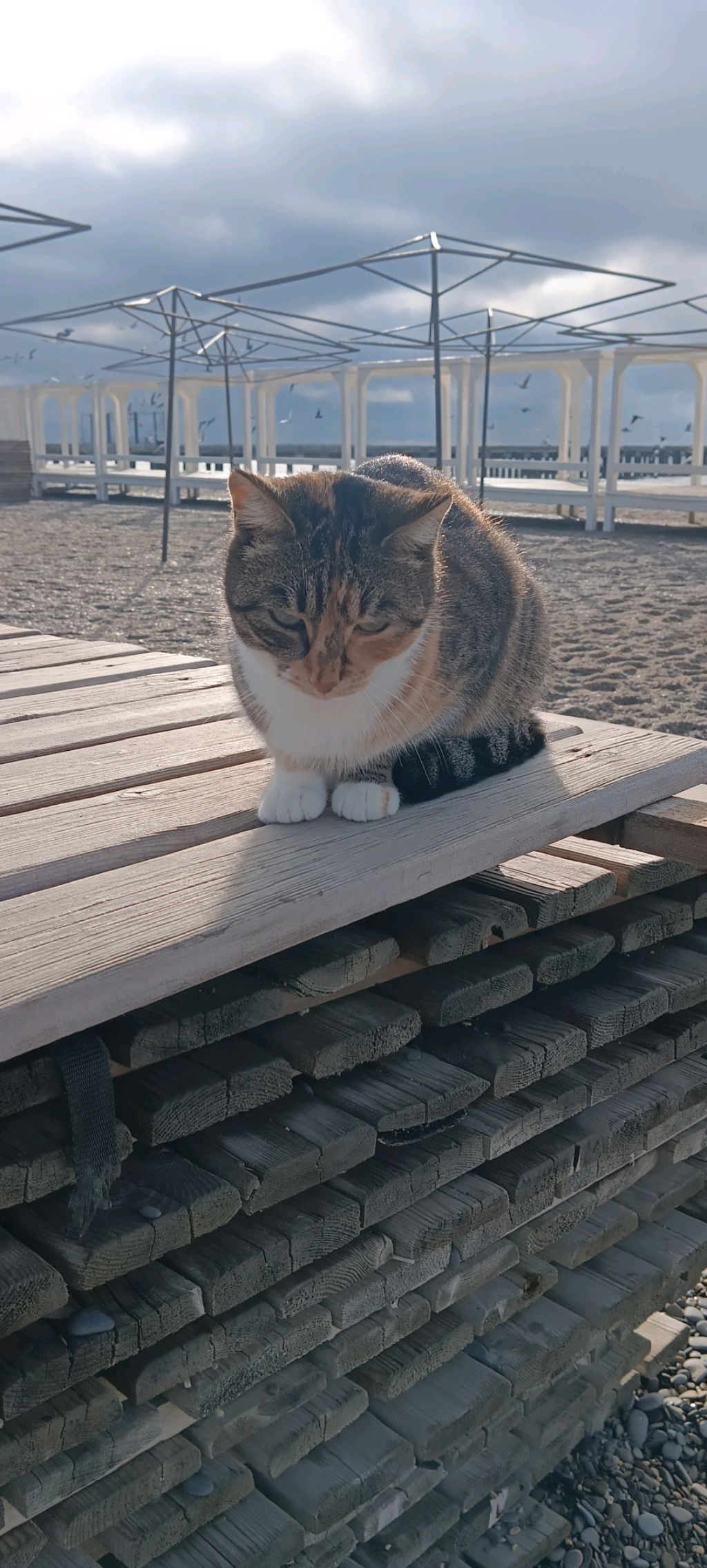 следим смотреть онлайн