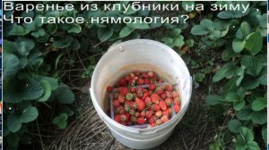 Утром на грядке - клубника ,Варенье из клубники на зиму , Что такое нямология?
