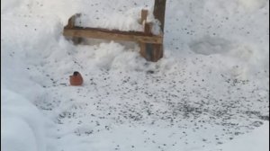 Кушать должны все от мало до велико.