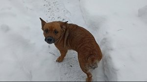 Деревенский зимний день//Вывожу снег в огород//Козлята хулиганят//На ужин готовлю пиццу.