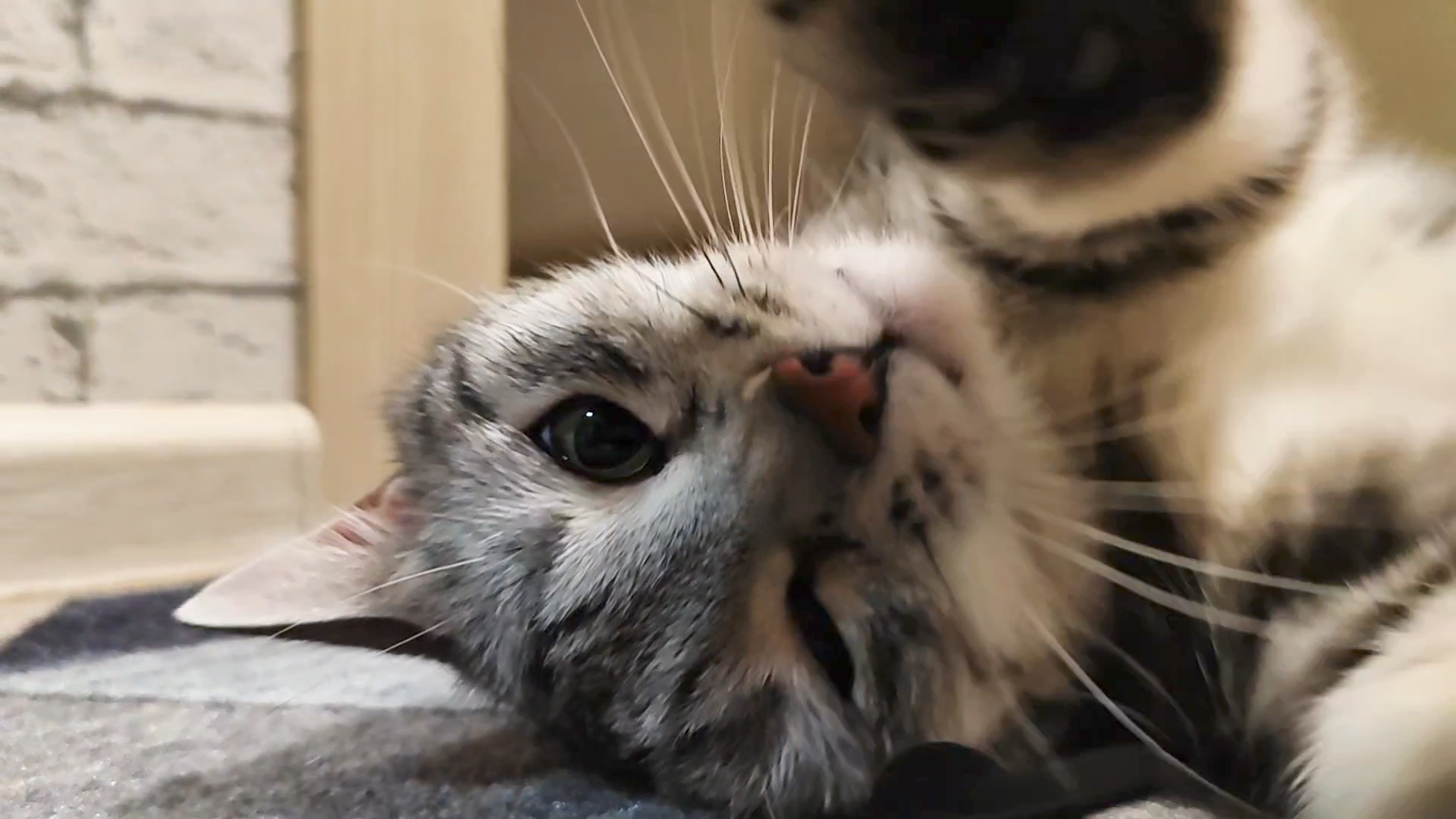 ИГРА в 4К с КОШКОЙ ЛЮБИТЕ ЖИВОТНЫХ ВАМ СЮДА ) смотреть онлайн