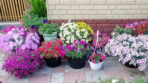 25 января 2026г. Обзор семян цветов. Пикировка ранних томатов. Посев острых перцев. Баня)).