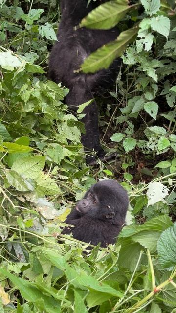 Малыш гориллы в непроходимом лесу Бвинди