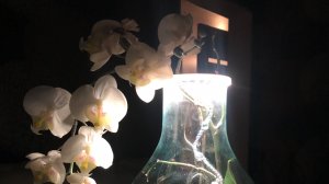 Светильник, ночник с мягким светом! Интересная и оригинальная посадка орхидеи в закрытую систему!