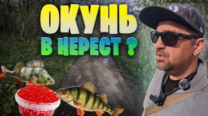 ОКУНЬ в нерест не клюёт? или КЛЮЁТ? Мормышинг и лучшие Окуневые "уговорители" покажут. Топ приманки