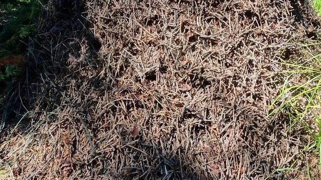 Сказ 2. Велес и муравьи#природа