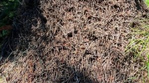 Сказ 2. Велес и муравьи