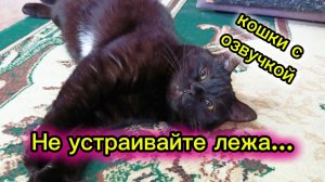 КОШКИ С ОЗВУЧКОЙ.