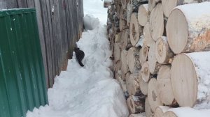 Дрова распилили ,стряпаю и вожусь.