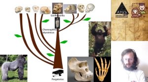 Станислав Дробышевский: Мир глазами руконожки (№5)