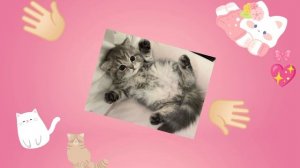 MEOW!💖